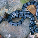 Image of Banded sea krait