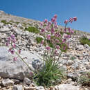 Image of Matthiola fruticulosa subsp. valesiaca (J. Gay ex Gaudin) P. W. Ball