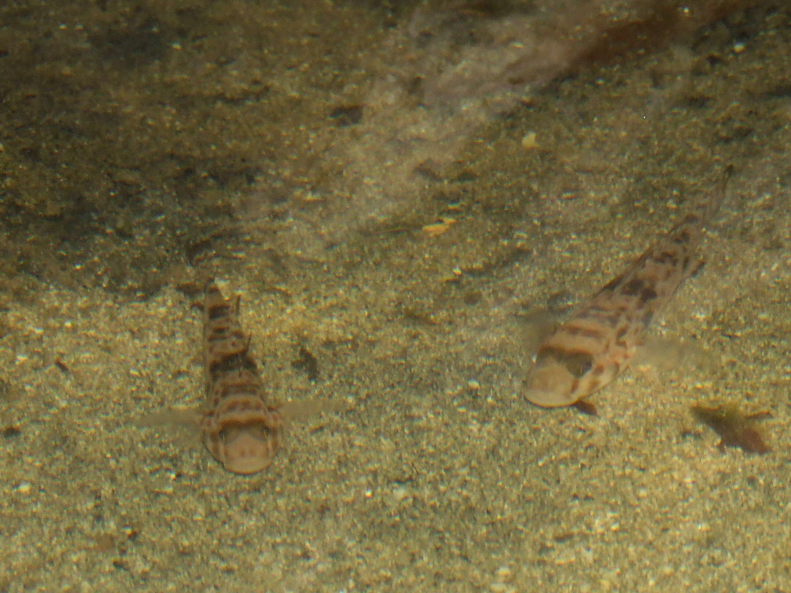 Image of Perciformeses