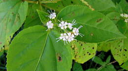 Image of Croton tetradenius Baill.