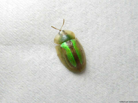 Image of Beet Beetle