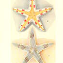 Astropecten granulatus Müller & Troschel 1842的圖片