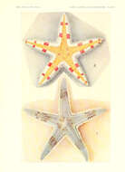 Astropecten granulatus Müller & Troschel 1842 resmi