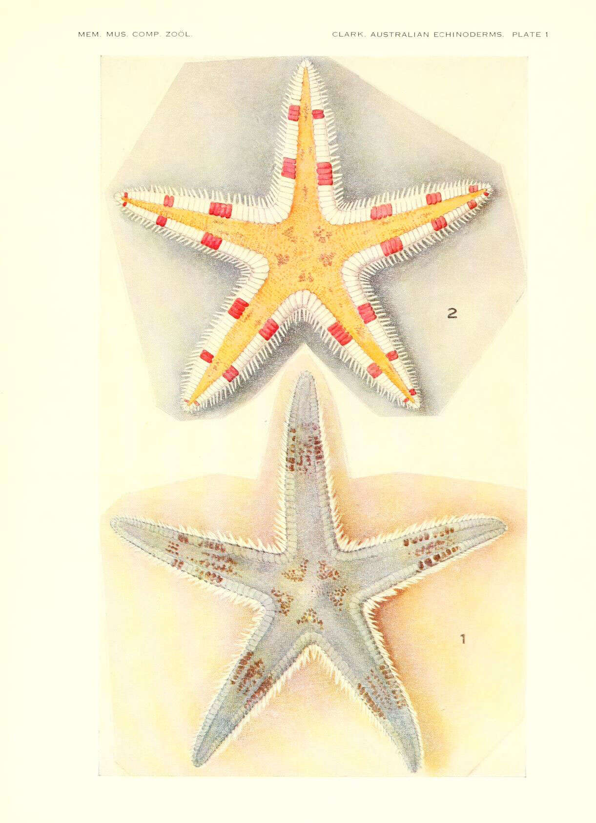 Image de Astropecten granulatus Müller & Troschel 1842