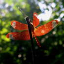 淺褐蜻蜓的圖片
