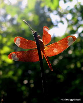 Image of Black Stream Glider