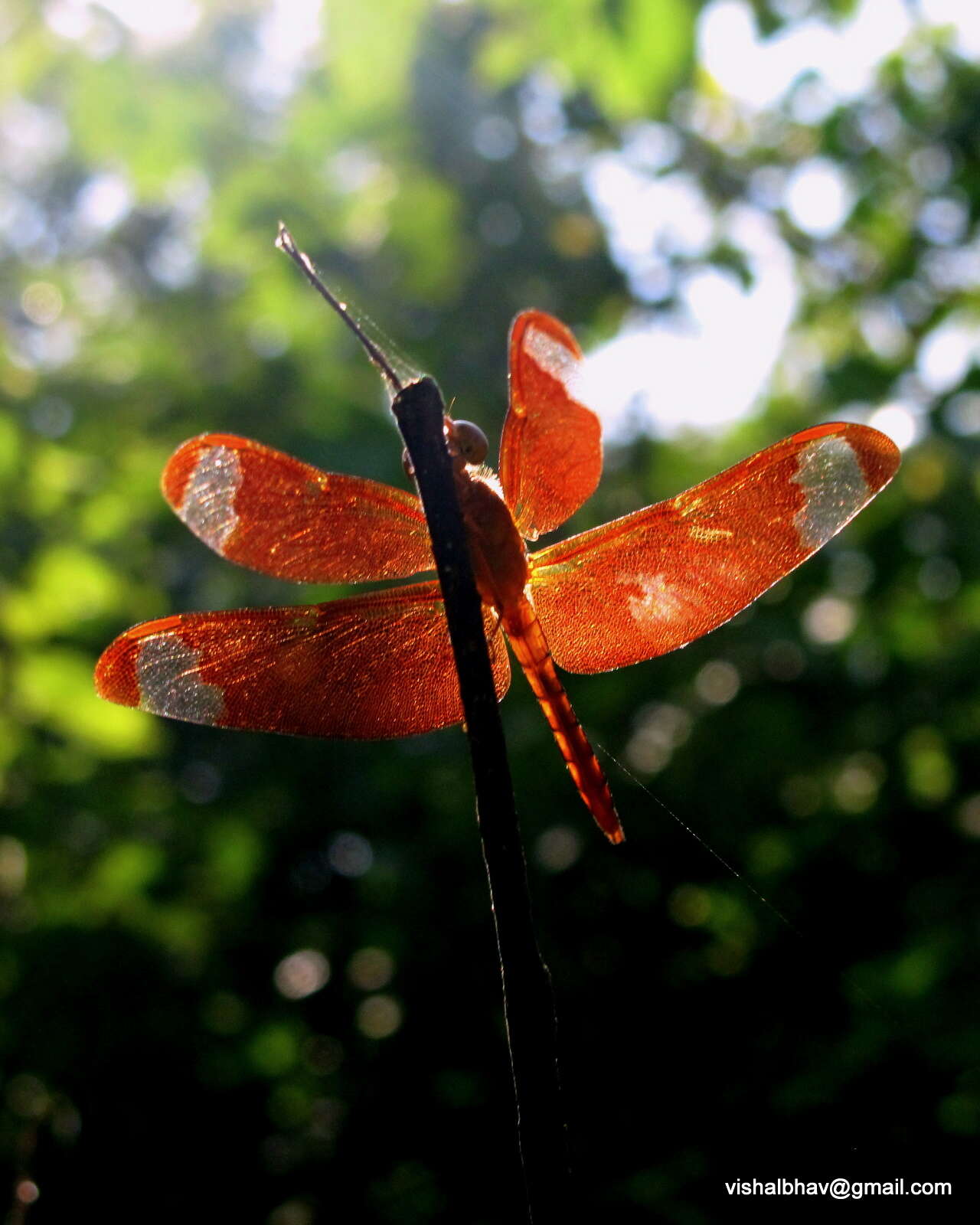 Imagem de Neurothemis Brauer 1867