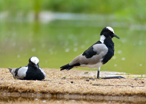 Image of Blacksmith Lapwing