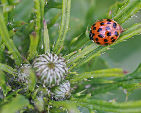 صورة Harmonia axyridis (Pallas 1773)