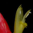 Image of Costus stenophyllus Standl. & L. O. Williams