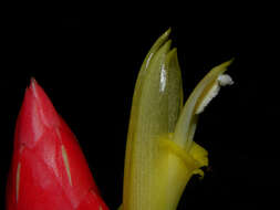 Image of Costus stenophyllus Standl. & L. O. Williams