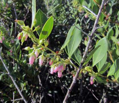 Lyonia lucida (Lam.) C. Koch resmi