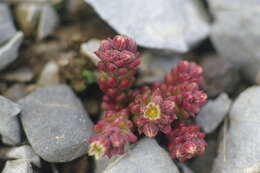 Imagem de Sedum atratum L.