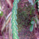 Image de Lockhartia acuta (Lindl.) Rchb. fil.