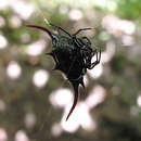 Image of Devil's crab orbweaver