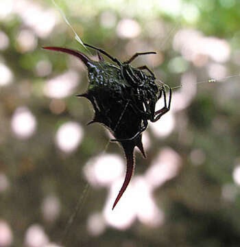 Image of Gasteracantha falcicornis Butler 1873