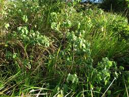 Image of Indian mallow