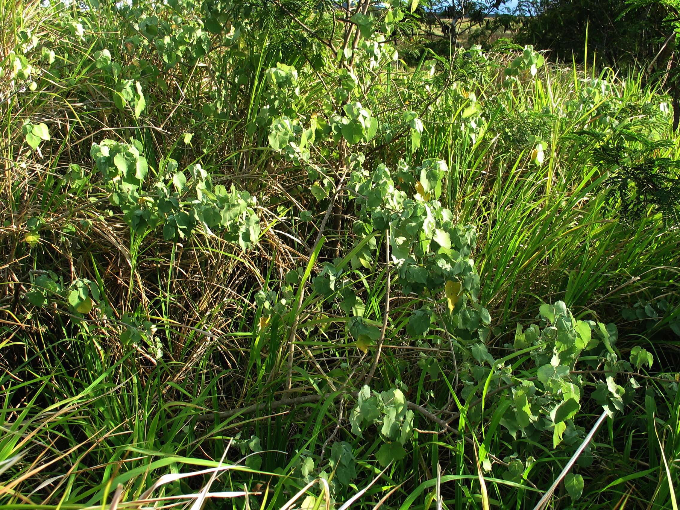 Image of Indian mallow