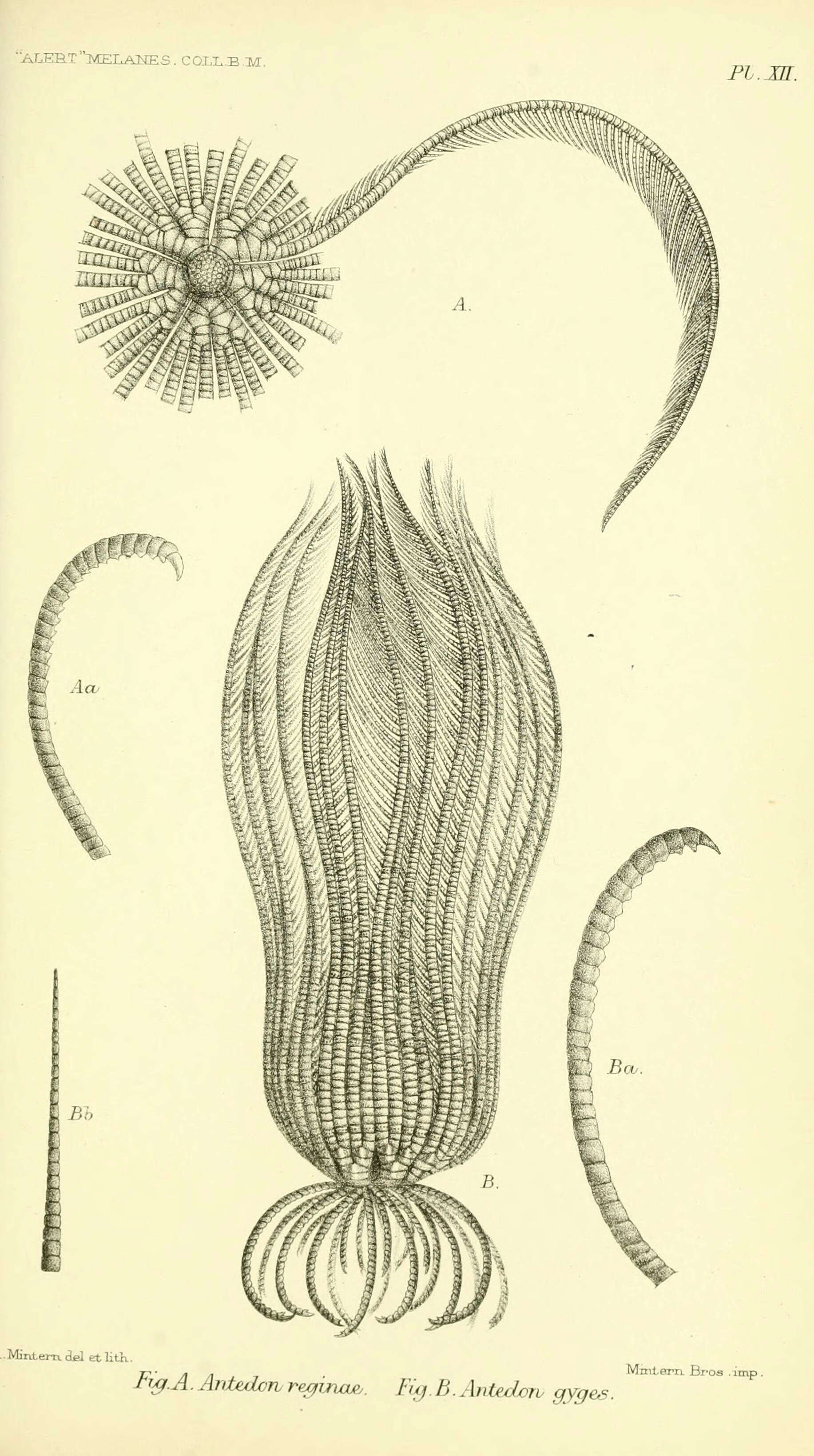 Image de Himerometroidea AH Clark 1908