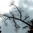 Image of Ficus cyclophylla (Miq.) Miq.