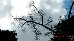 Image of Ficus cyclophylla (Miq.) Miq.