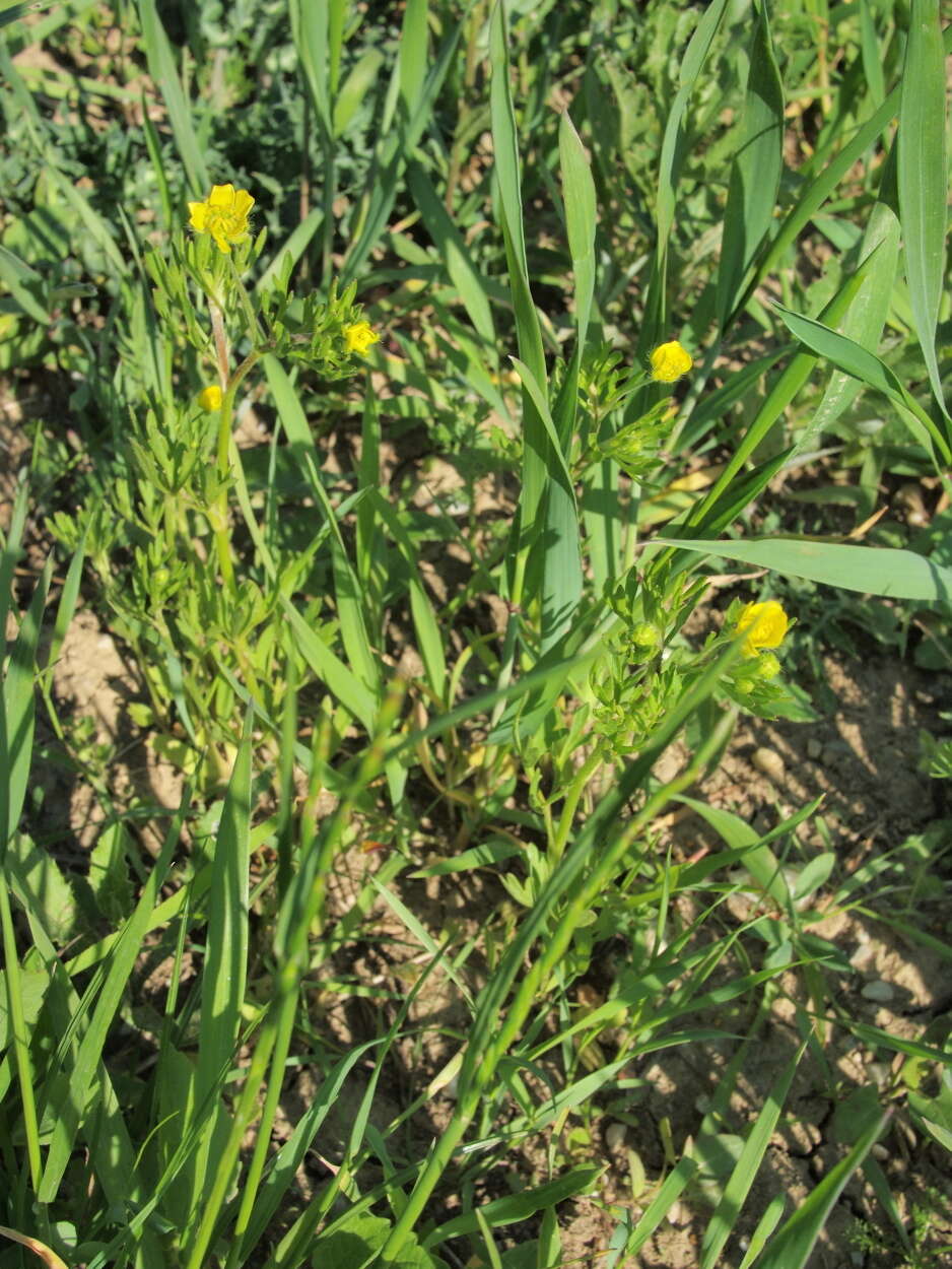 Image of corn buttercup