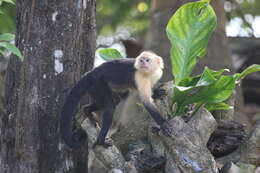 Image of white-faced capuchin