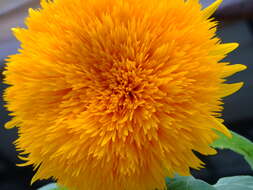 Image of common sunflower