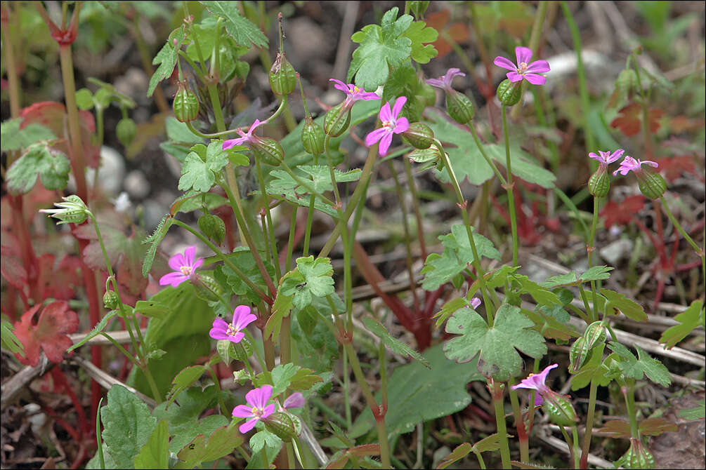 Image of shining geranium