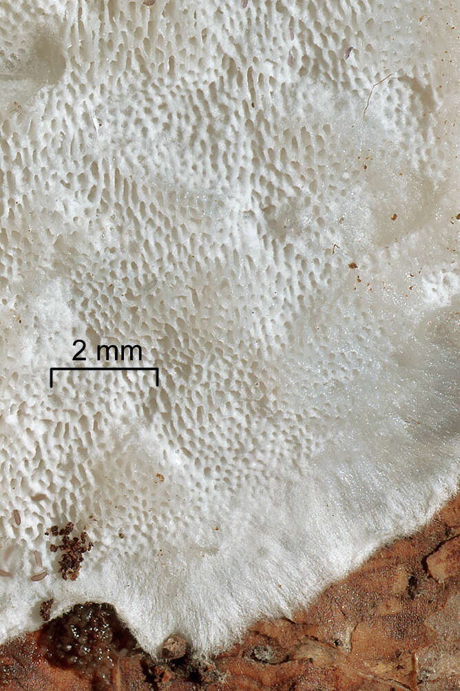 Skeletocutis amorpha (Fr.) Kotl. & Pouzar 1958 resmi