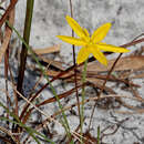 Image of fringed yellow star-grass