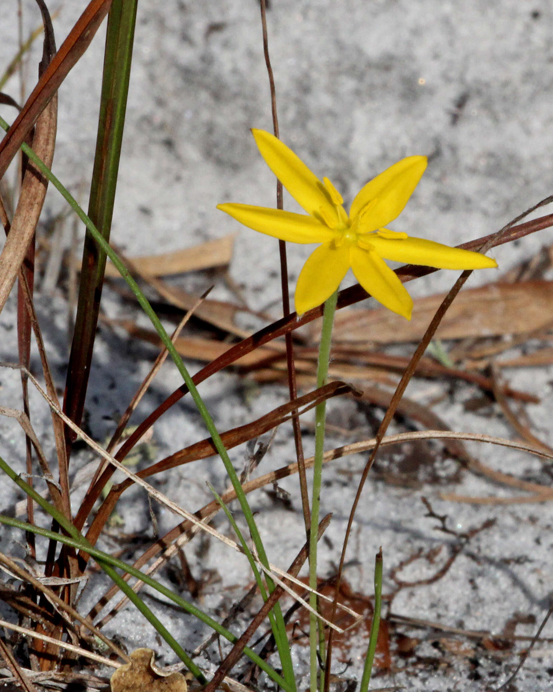 Image of fringed yellow star-grass