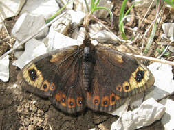 Erebia epistygne Hübner 1816 resmi