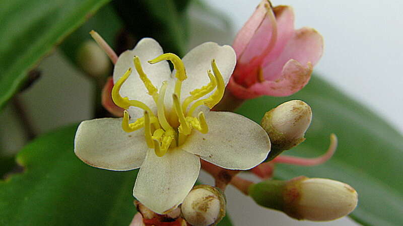 Image of Miconia jucunda (DC.) Triana