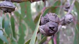 Image of Tasmanian blue gum