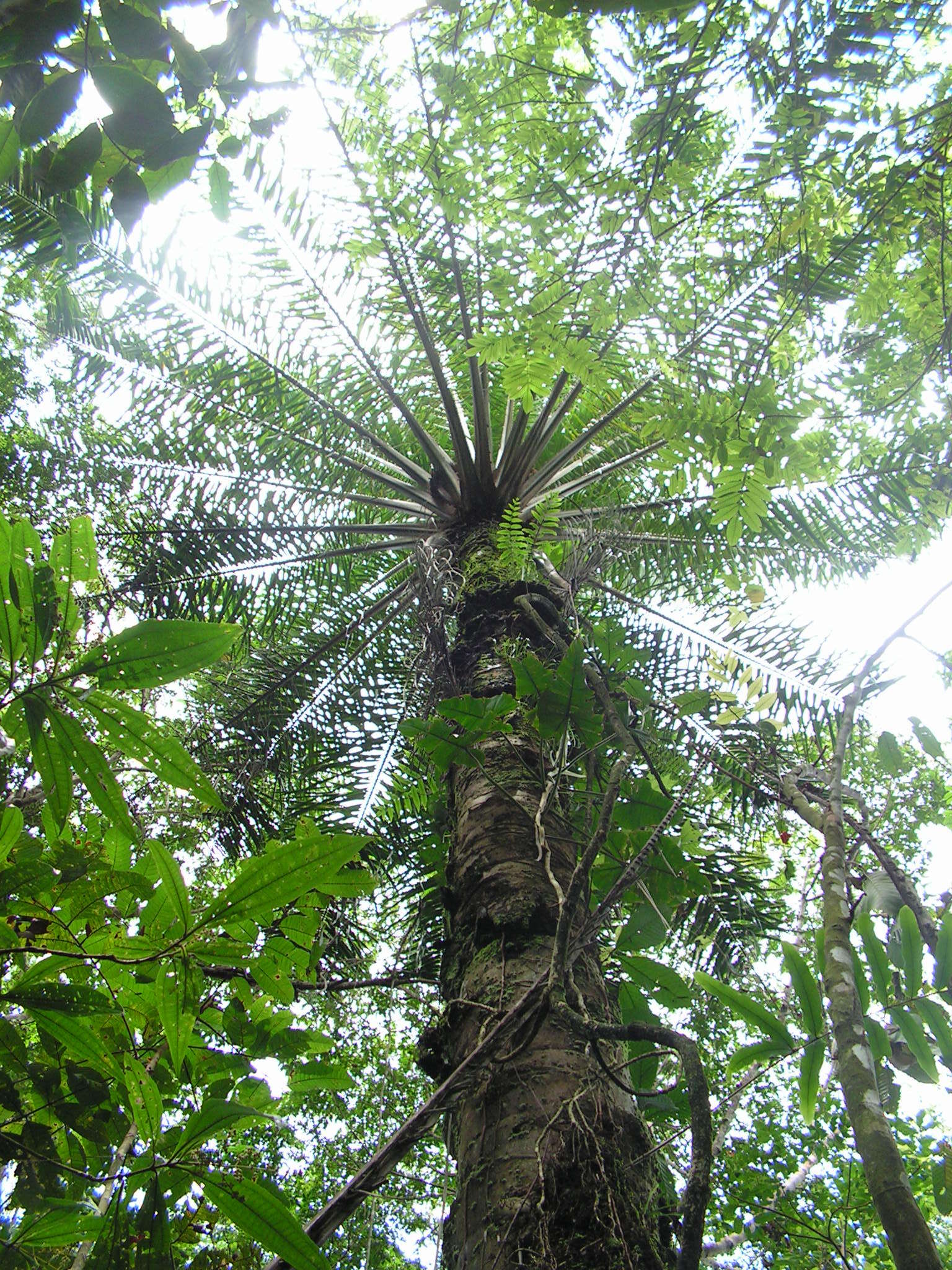 Image of oil palm