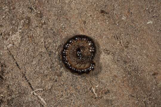 Image of millipedes