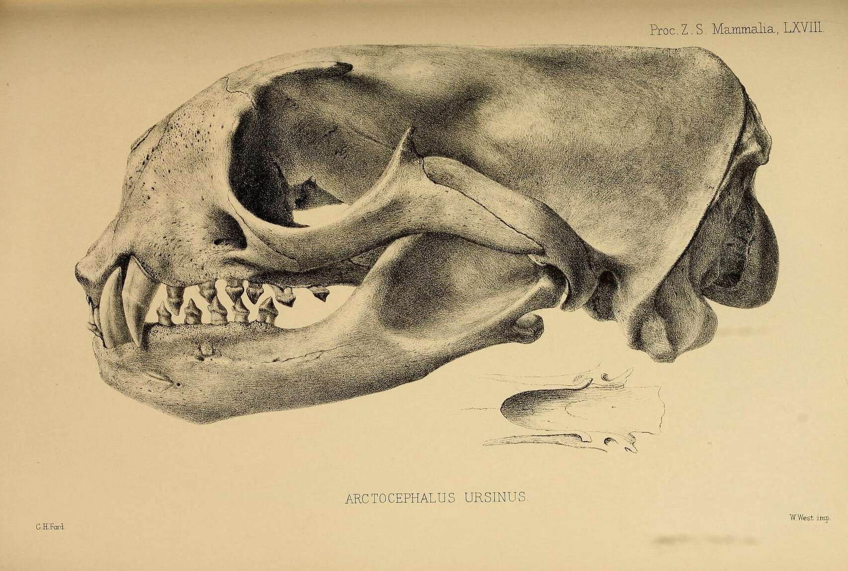 Sivun Callorhinus J. E. Gray 1859 kuva