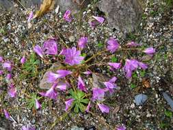 Image of lewisia