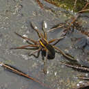 صورة Dolomedes fimbriatus (Clerck 1757)