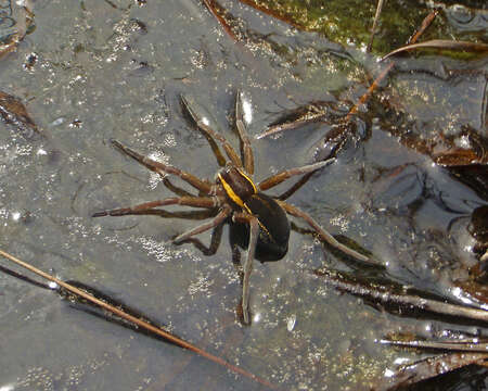 Image of Fishing Spiders