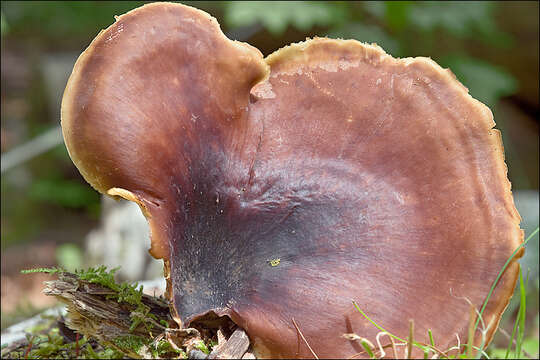 Image of black-footed polypore