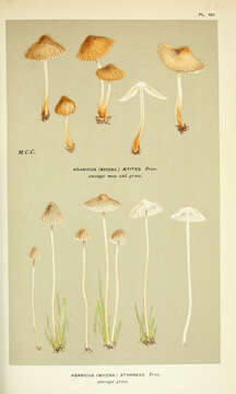 Image of Agaricus stanneus