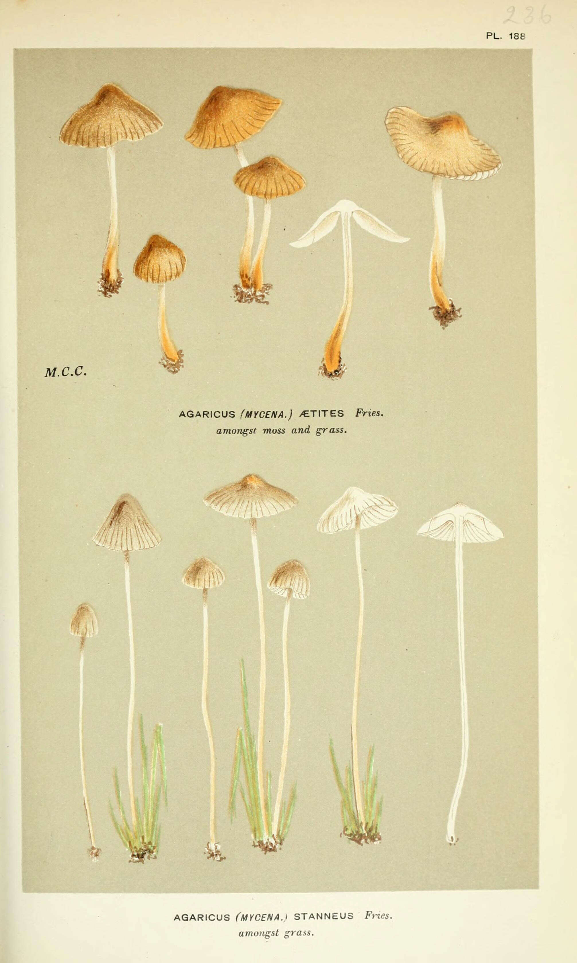 Image of Agaricus stanneus