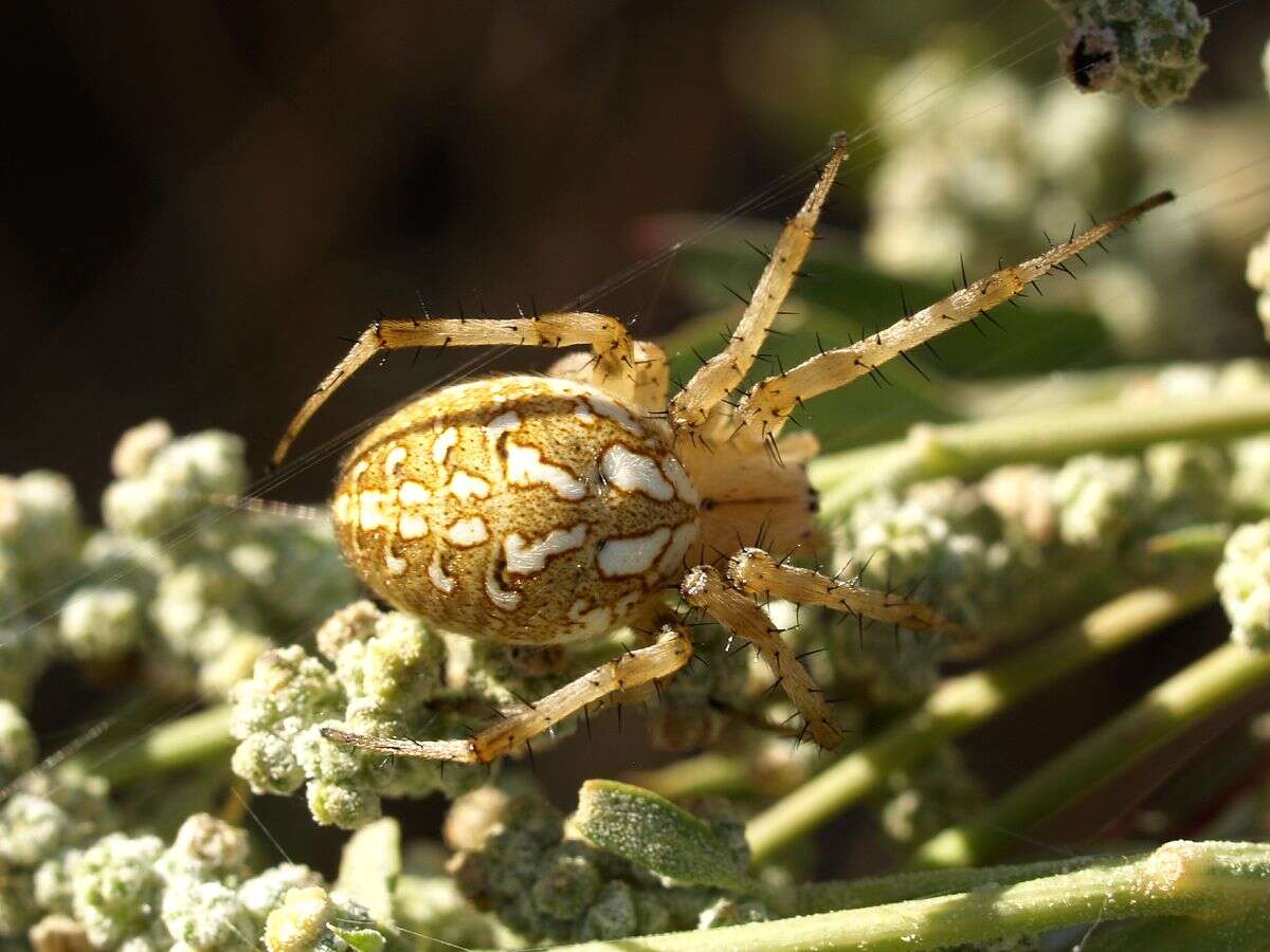 Image of Spotted Orbweavers