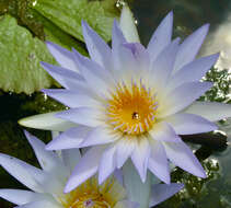 Image de Nymphaea maculata Schum. & Thonn.