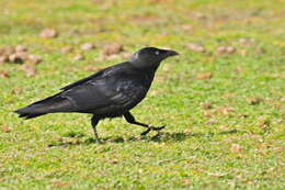 Image of Little Raven