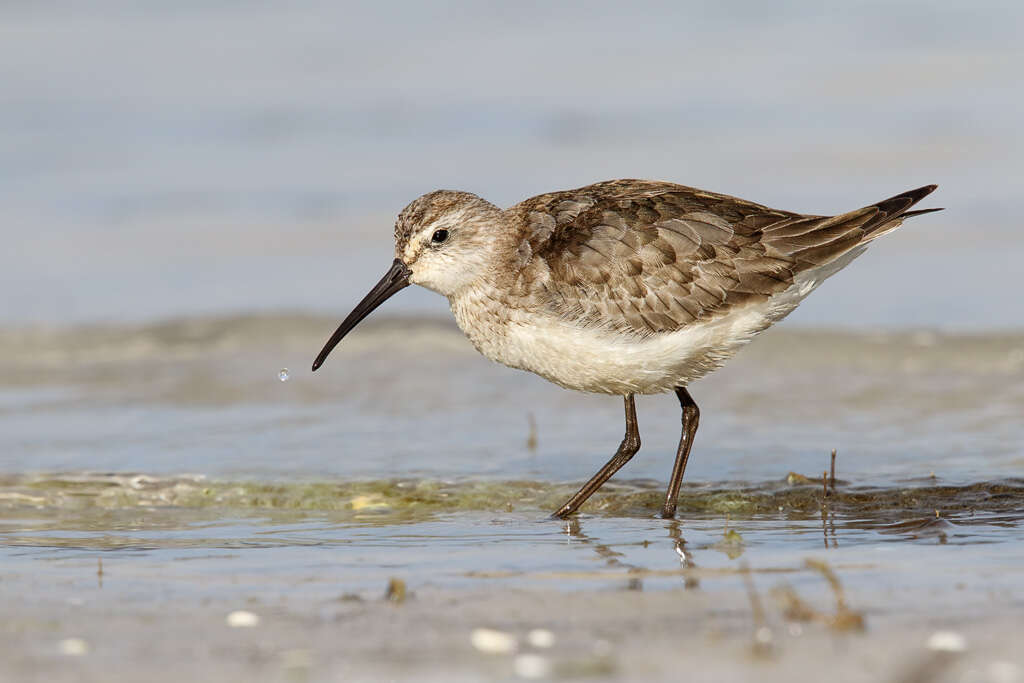 Image of Calidris Merrem 1804