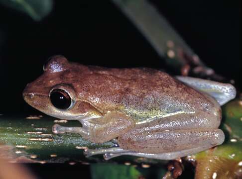 Image of Dumeril's Bright-eyed Frog