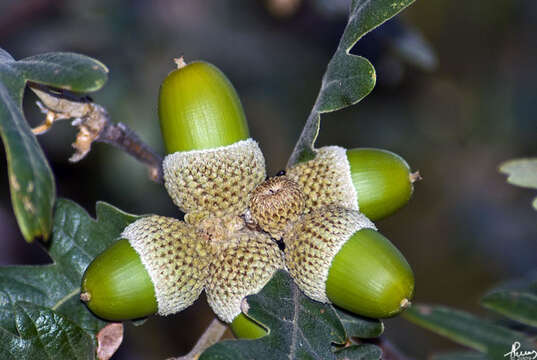 Image of Iberian white oak